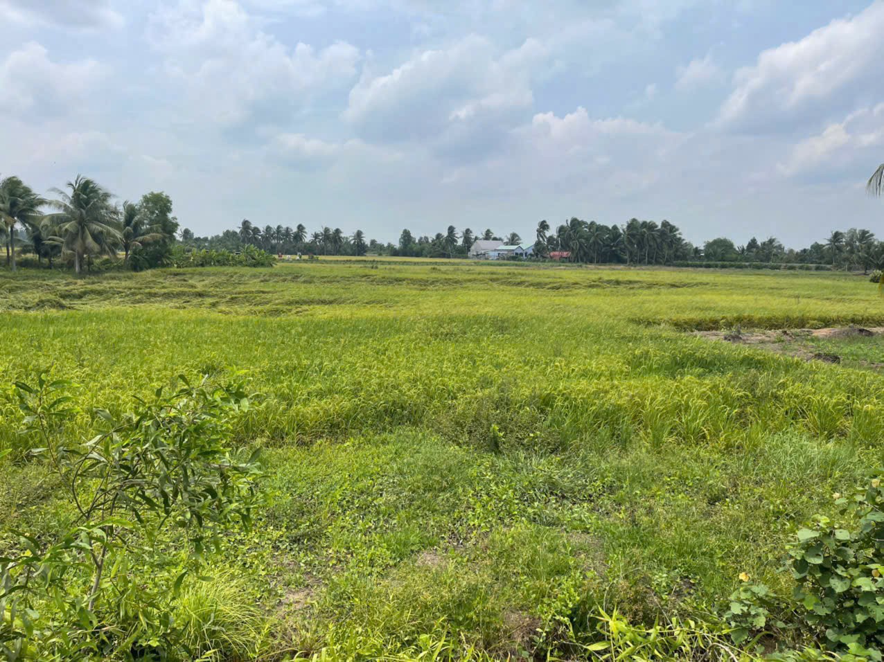 Bán đất mặt tiền kênh ở xã Tân Bửu , Bến Lức tdt 9600m2 ( có 131m2 thổ) giá 10 tỷ 5