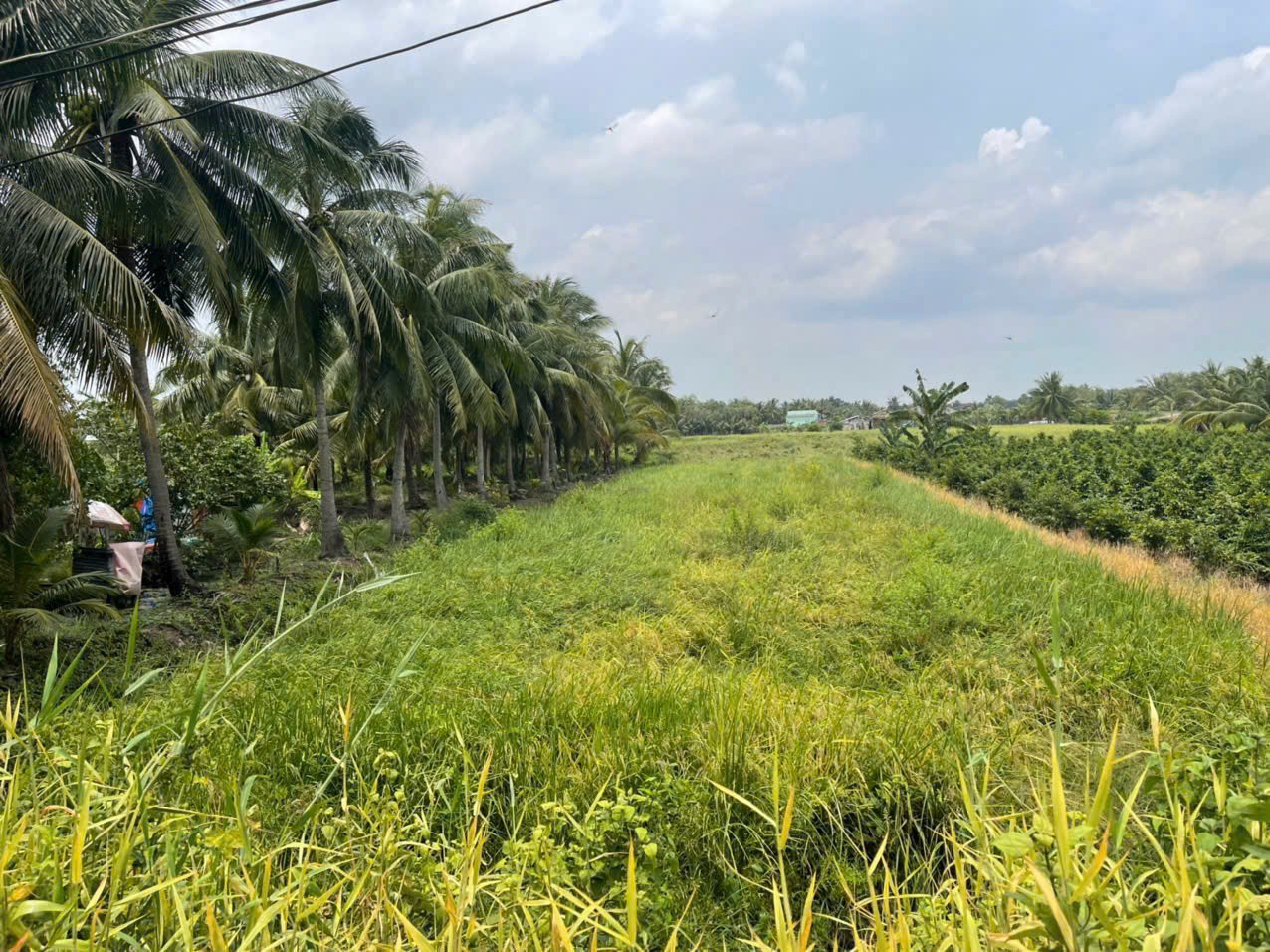 Bán đất mặt tiền kênh ở xã Tân Bửu , Bến Lức tdt 9600m2 ( có 131m2 thổ) giá 10 tỷ 7