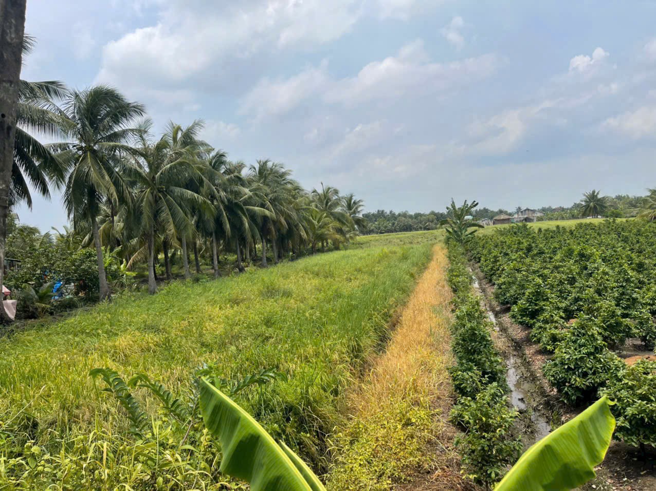 Bán đất mặt tiền kênh ở xã Tân Bửu , Bến Lức tdt 9600m2 ( có 131m2 thổ) giá 10 tỷ 8