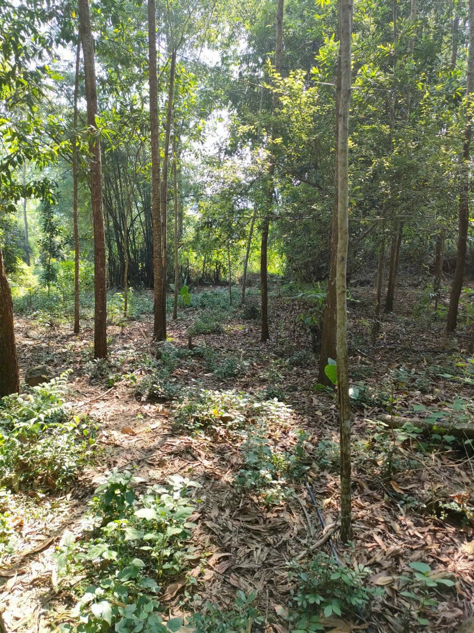 Cần bán Đất đường Quốc Lộ 12B, Xã Vĩnh Tiến, Diện tích 1210m², Giá Thương lượng 5