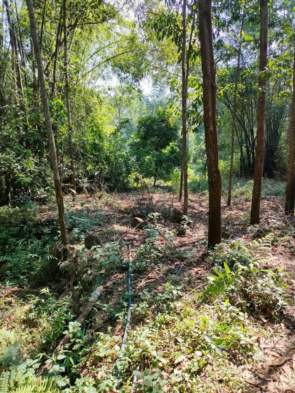 Cần bán Đất đường Quốc Lộ 12B, Xã Vĩnh Tiến, Diện tích 1210m², Giá Thương lượng 17