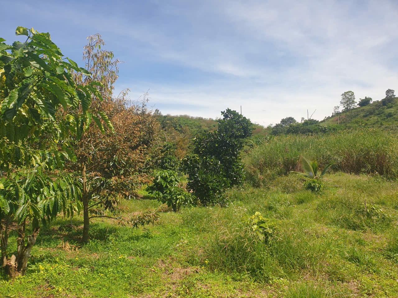 Bán đất vườn view đẹp thôn 10, xã Lộc Nam tdt 14.500m2 giá 11,2 tỷ 8