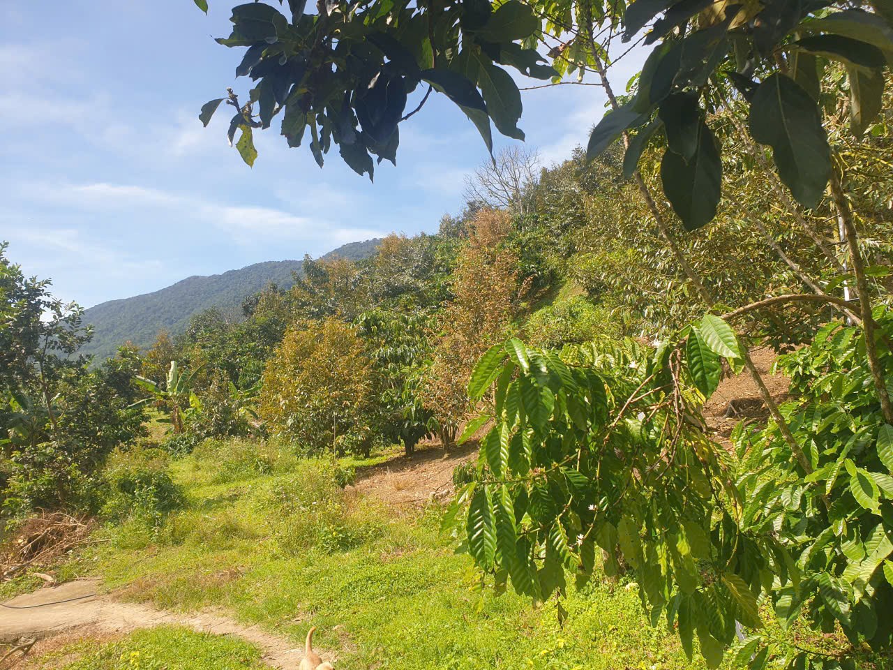 Bán đất vườn view đẹp thôn 10, xã Lộc Nam tdt 14.500m2 giá 11,2 tỷ 9