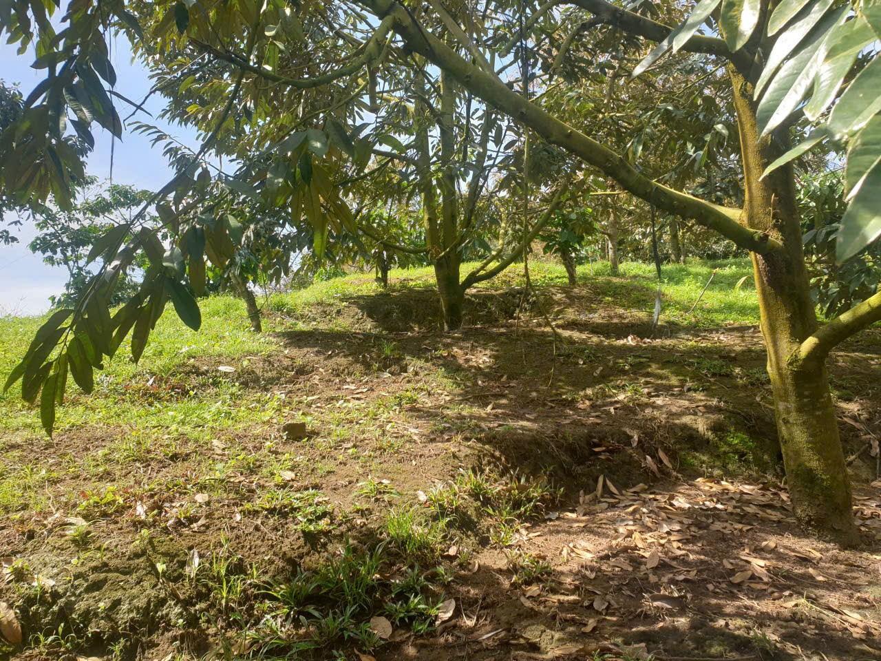 Bán đất vườn view đẹp thôn 10, xã Lộc Nam tdt 14.500m2 giá 11,2 tỷ 10