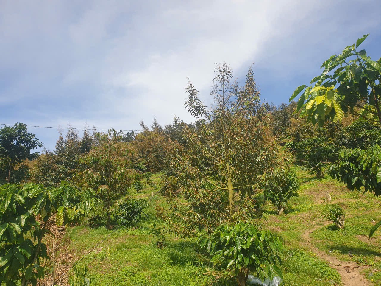 Bán đất vườn view đẹp thôn 10, xã Lộc Nam tdt 14.500m2 giá 11,2 tỷ 11