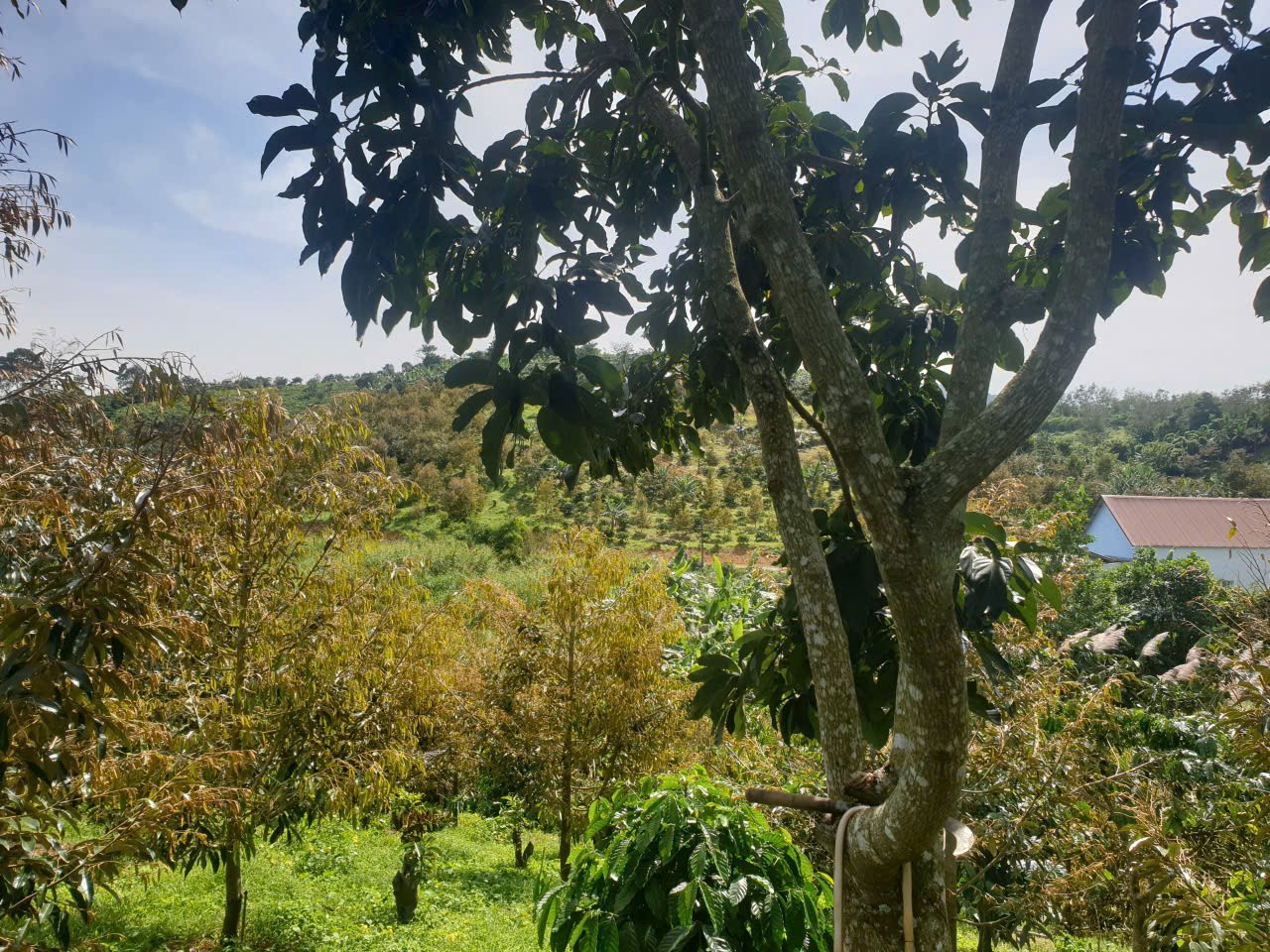 Bán đất vườn view đẹp thôn 10, xã Lộc Nam tdt 14.500m2 giá 11,2 tỷ 13