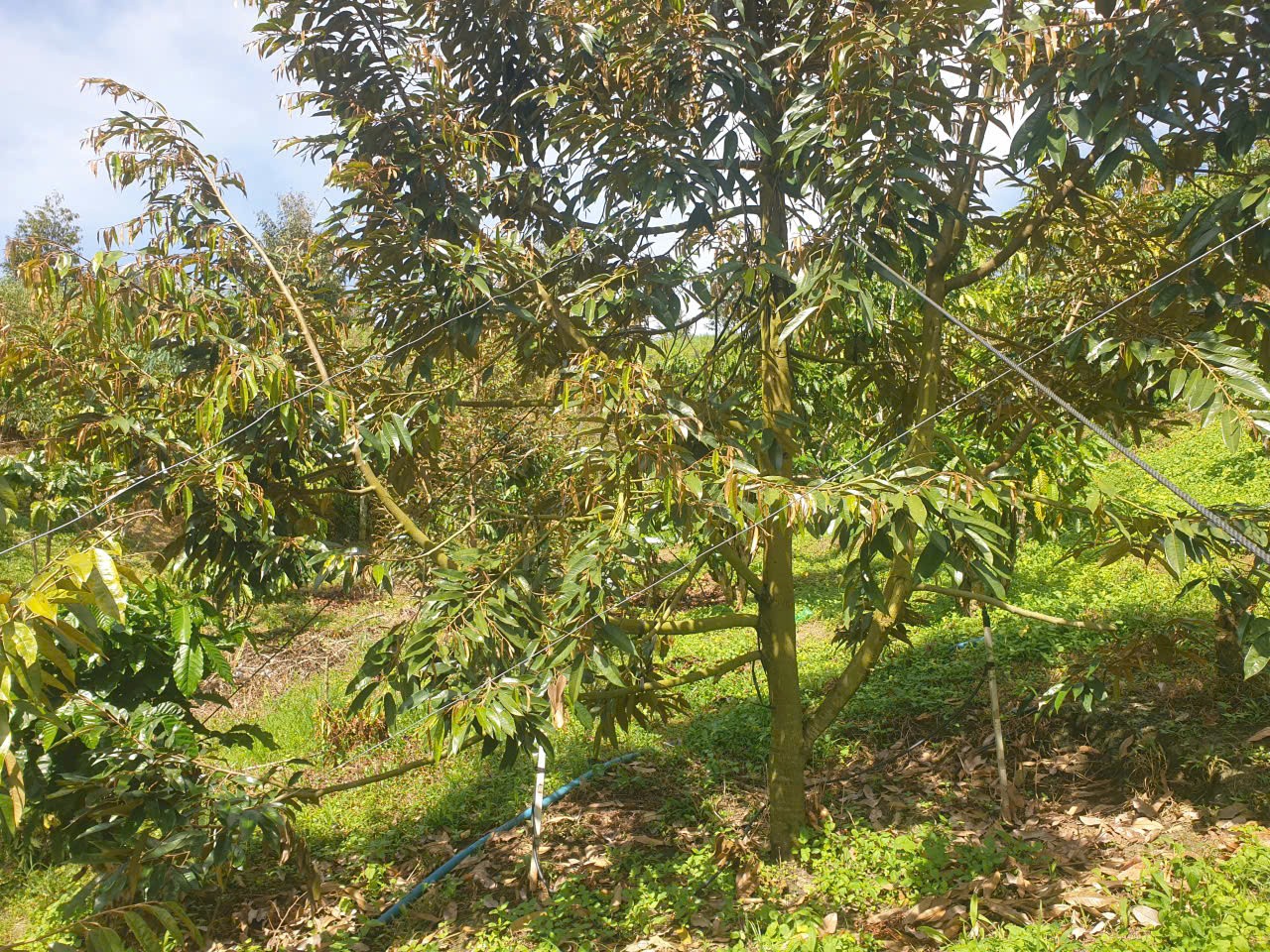 Bán đất vườn view đẹp thôn 10, xã Lộc Nam tdt 14.500m2 giá 11,2 tỷ 14