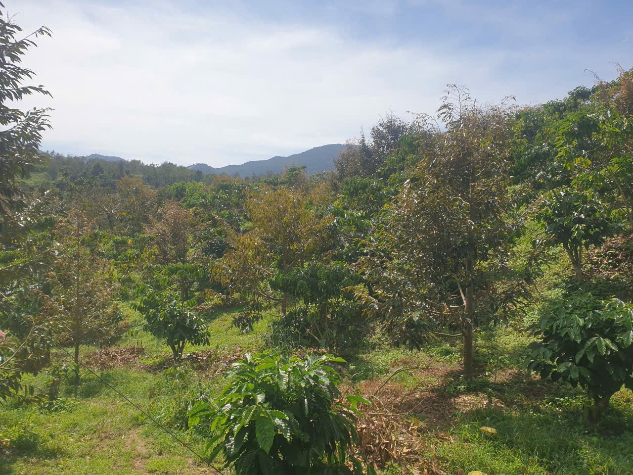 Bán đất vườn view đẹp thôn 10, xã Lộc Nam tdt 14.500m2 giá 11,2 tỷ 16