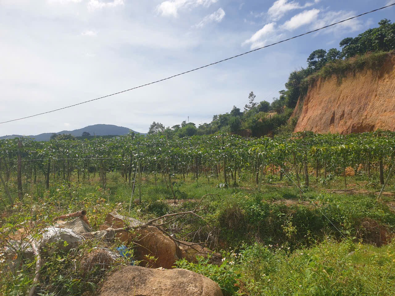 Bán đất vườn view, mặt tiền đường nhựa thôn 10, xã Lộc Nam, huyện Bảo Lâm dt 8.876m2 giá 5,9 tỷ 3