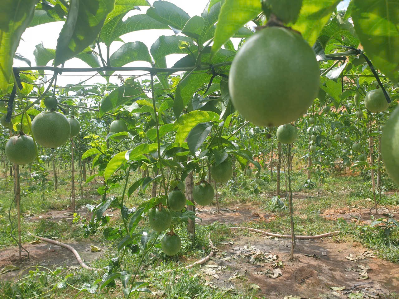 Bán đất vườn view, mặt tiền đường nhựa thôn 10, xã Lộc Nam, huyện Bảo Lâm dt 8.876m2 giá 5,9 tỷ 6