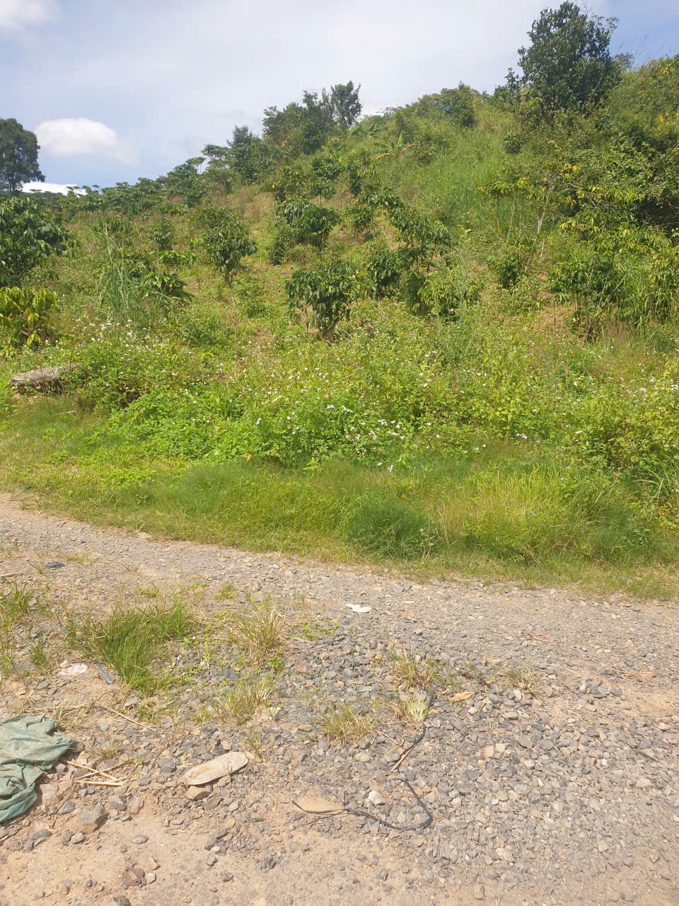 Bán đất vườn view, mặt tiền đường nhựa thôn 10, xã Lộc Nam, huyện Bảo Lâm dt 8.876m2 giá 5,9 tỷ 8
