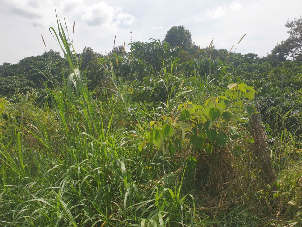 Bán đất vườn view, mặt tiền đường nhựa thôn 10, xã Lộc Nam, huyện Bảo Lâm dt 8.876m2 giá 5,9 tỷ 9