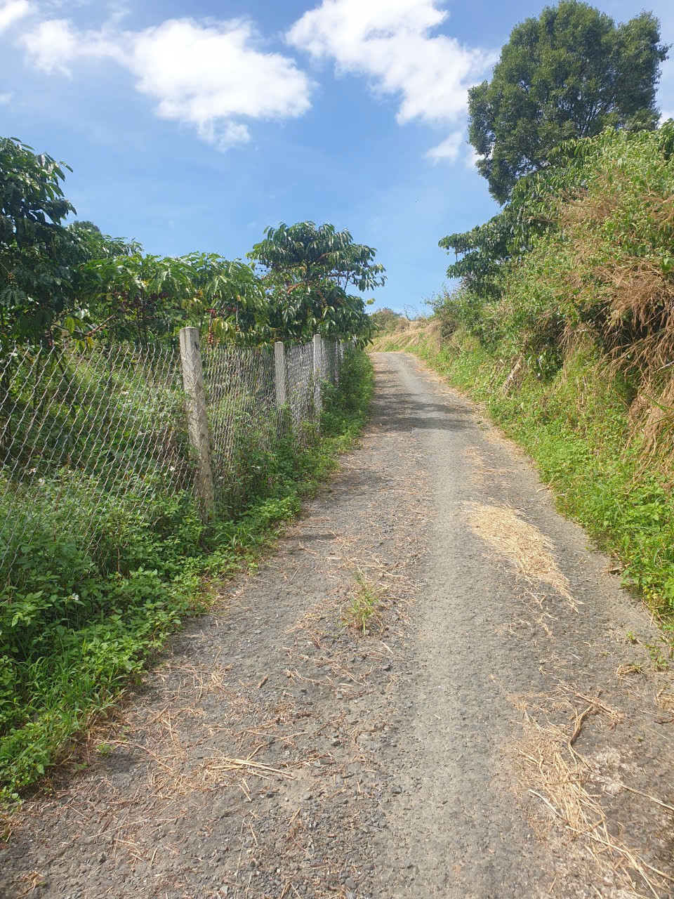 Bán đất vườn view, mặt tiền đường nhựa thôn 10, xã Lộc Nam, huyện Bảo Lâm dt 8.876m2 giá 5,9 tỷ 11