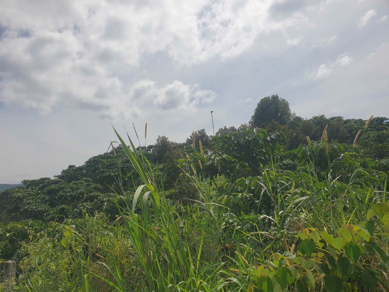 Bán đất vườn view, mặt tiền đường nhựa thôn 10, xã Lộc Nam, huyện Bảo Lâm dt 8.876m2 giá 5,9 tỷ 12