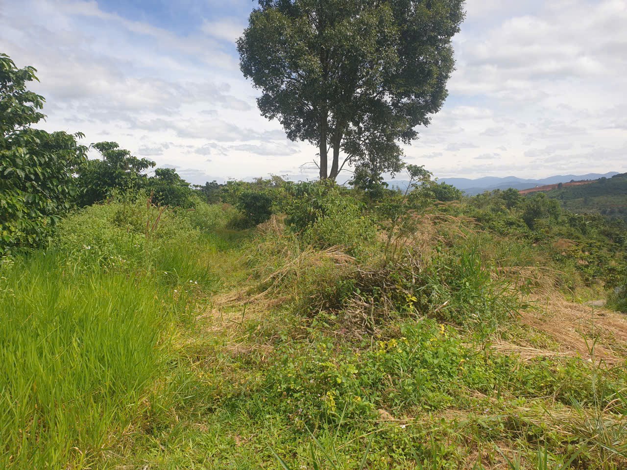 Bán đất vườn view, mặt tiền đường nhựa thôn 10, xã Lộc Nam, huyện Bảo Lâm dt 8.876m2 giá 5,9 tỷ 13