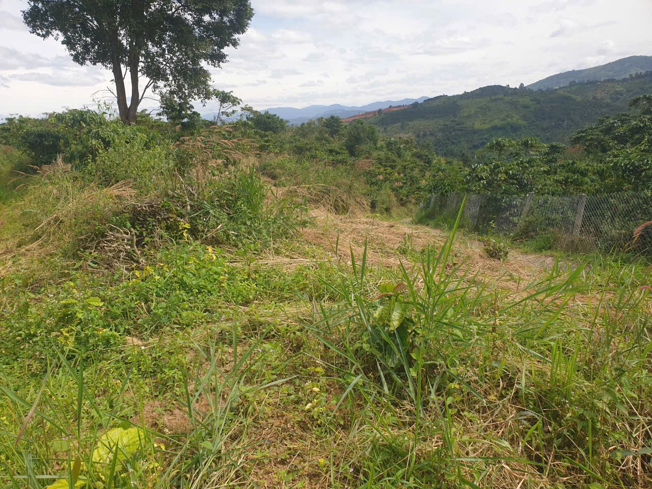 Bán đất vườn view, mặt tiền đường nhựa thôn 10, xã Lộc Nam, huyện Bảo Lâm dt 8.876m2 giá 5,9 tỷ 14