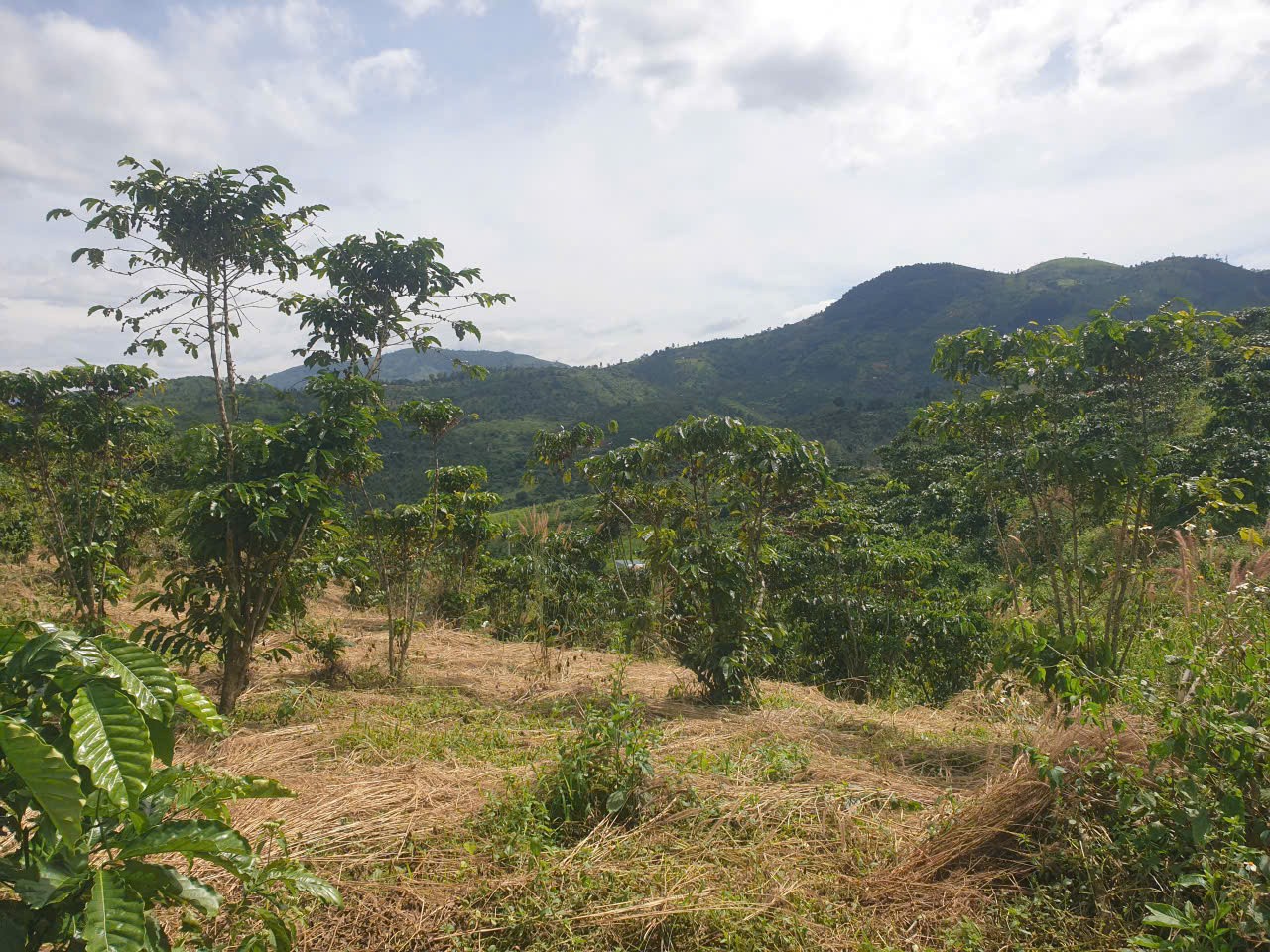 Bán đất vườn view, mặt tiền đường nhựa thôn 10, xã Lộc Nam, huyện Bảo Lâm dt 8.876m2 giá 5,9 tỷ 15