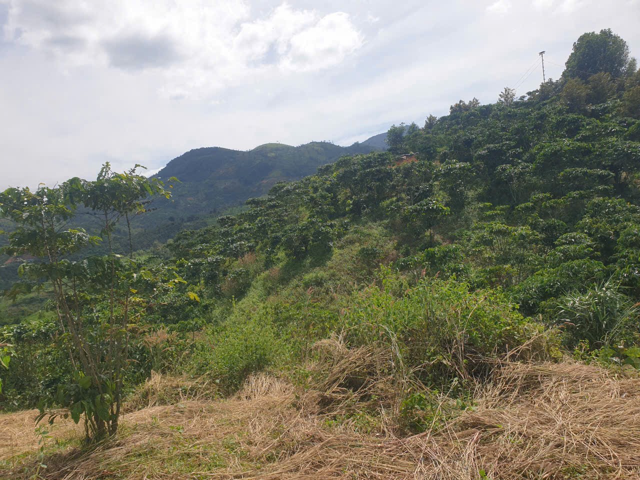 Bán đất vườn view, mặt tiền đường nhựa thôn 10, xã Lộc Nam, huyện Bảo Lâm dt 8.876m2 giá 5,9 tỷ 16