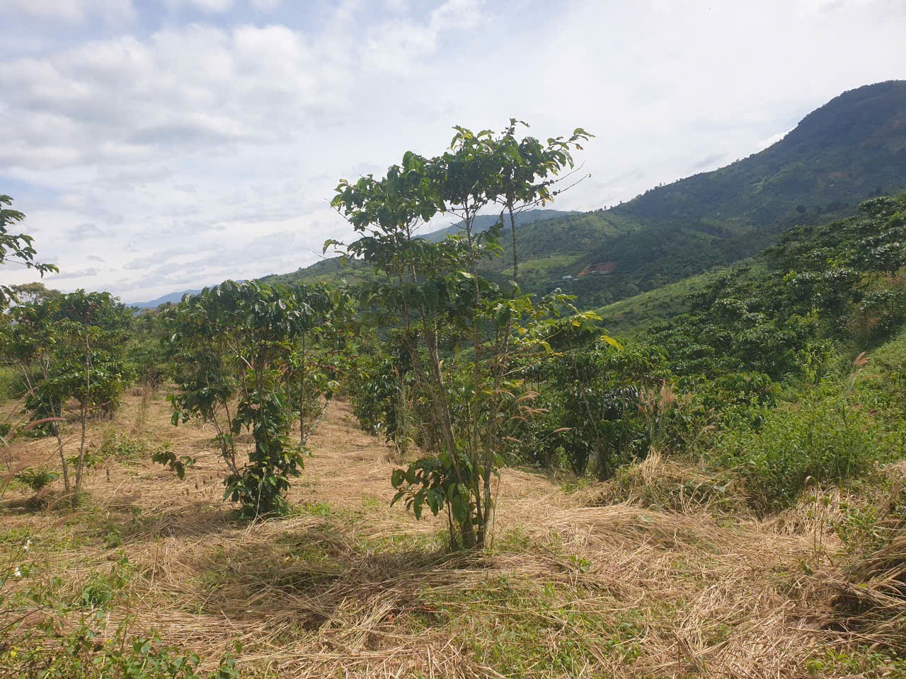 Bán đất vườn view, mặt tiền đường nhựa thôn 10, xã Lộc Nam, huyện Bảo Lâm dt 8.876m2 giá 5,9 tỷ 17