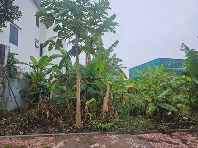 Cần bán Đất Phường Nhị Châu, Hải Dương, Diện tích 256m², Giá 176 Triệu/m² 3