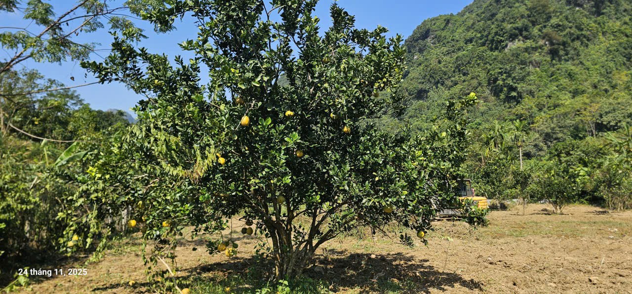 Cần bán Đất đường Quốc Lộ 12B, Xã Tú Sơn, Diện tích 2200m², Giá 2.6 Tỷ 5