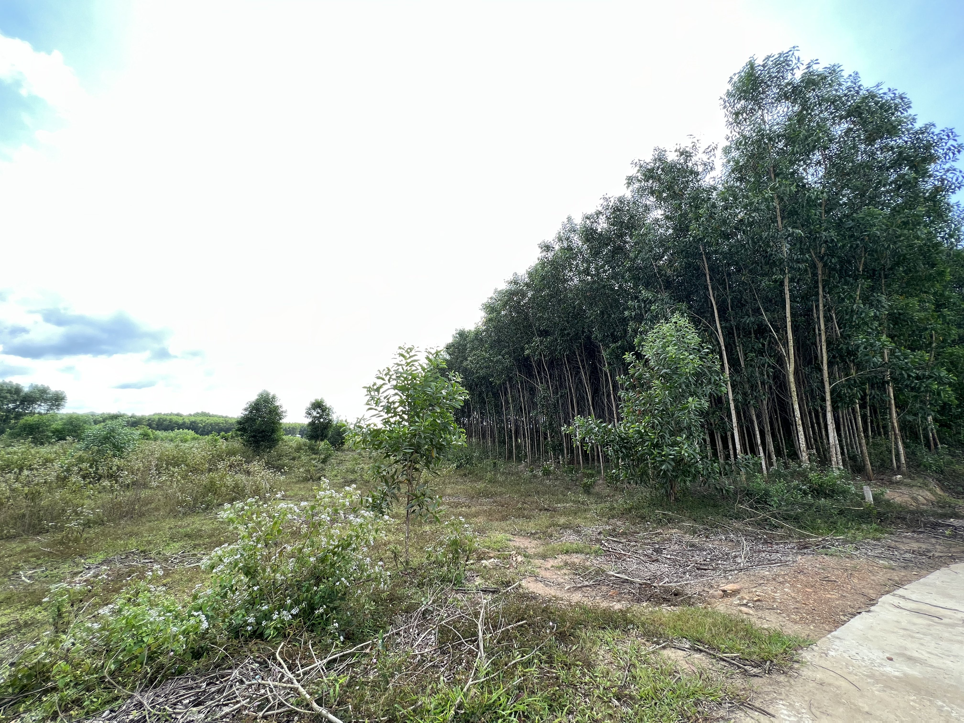 Bán đất xã Khánh Bình cắt lỗ 1 lô duy nhất chỉ 550tr cho hơn 2000m2 tại Khánh Vĩnh