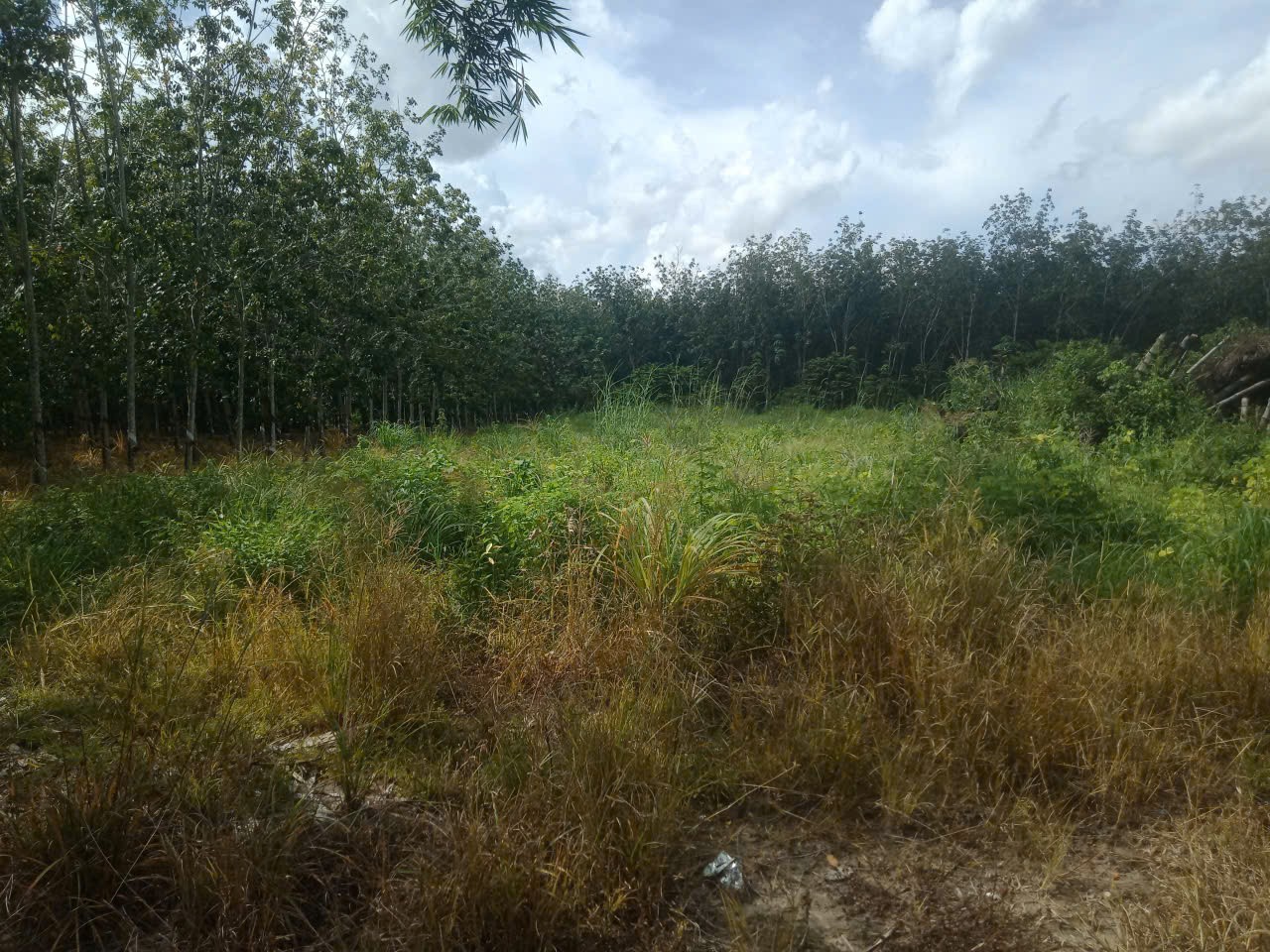 Cần Bán 2 Công Đất Chính Chủ Tại Trường Xuân, Xã Trường Hòa,  Hòa Thành, Tây Ninh 2