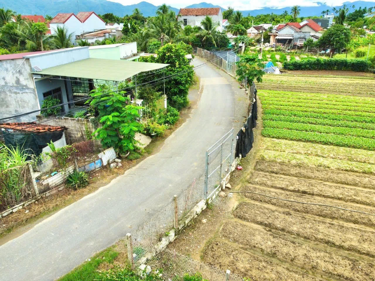 Bán đất Diên Sơn mặt tiền đường Ấp Tân Sinh - đường nhựa thông khu đông dân cư