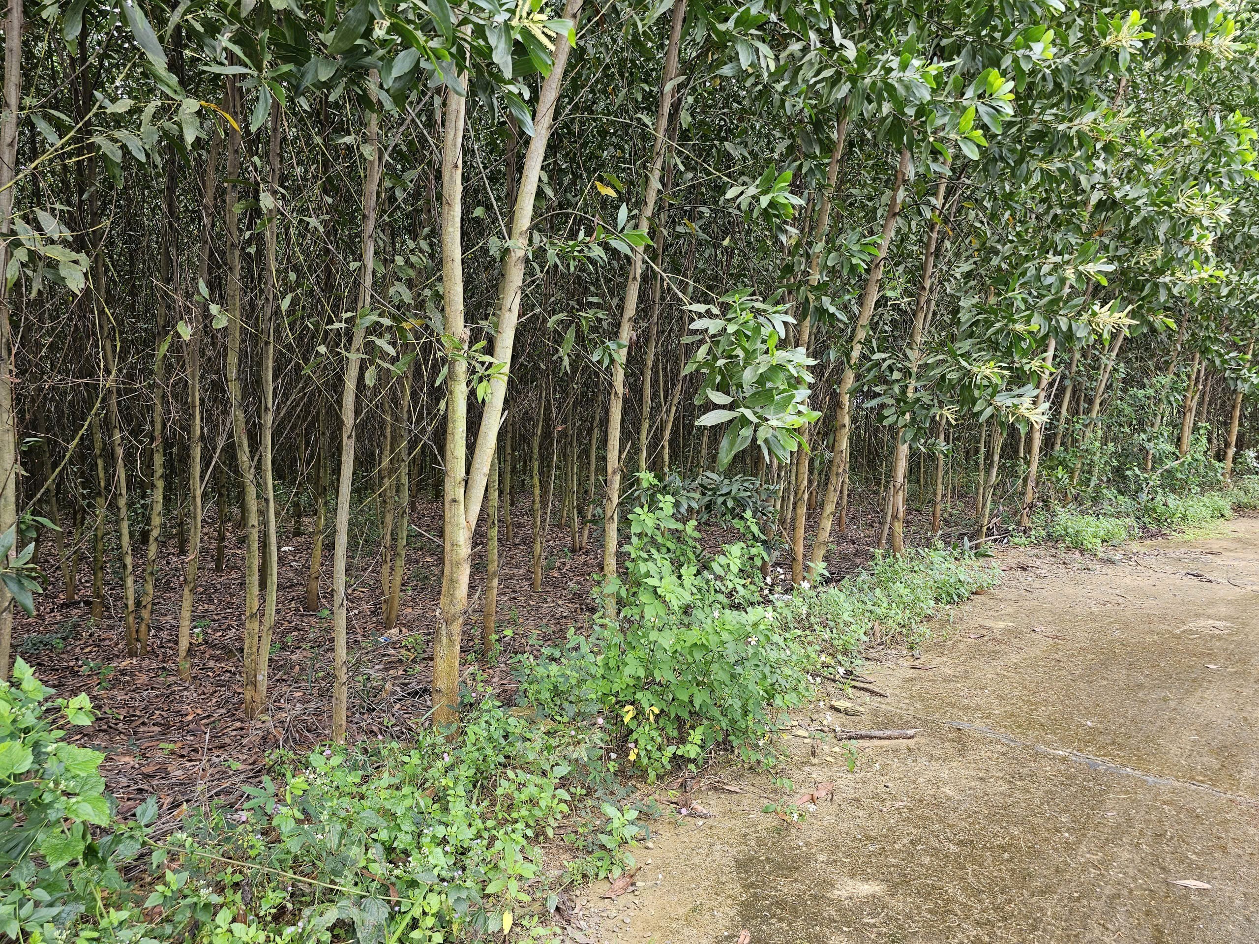 Bán đất vườn Diên Đồng giá rẻ đường bê tông oto vào tận nơi - tặng vườn keo trên đất 5