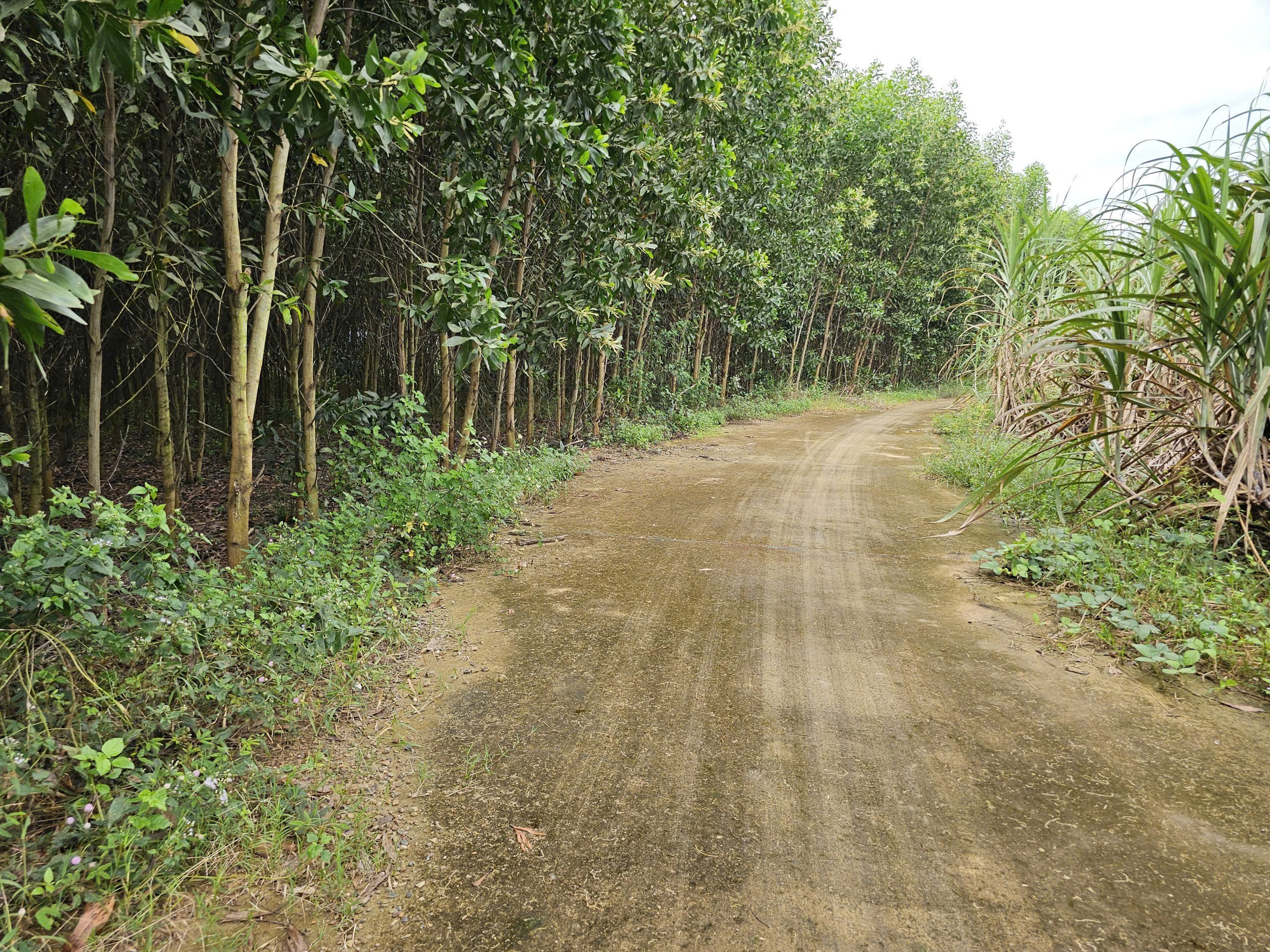 Bán đất vườn Diên Đồng giá rẻ đường bê tông oto vào tận nơi - tặng vườn keo trên đất 3