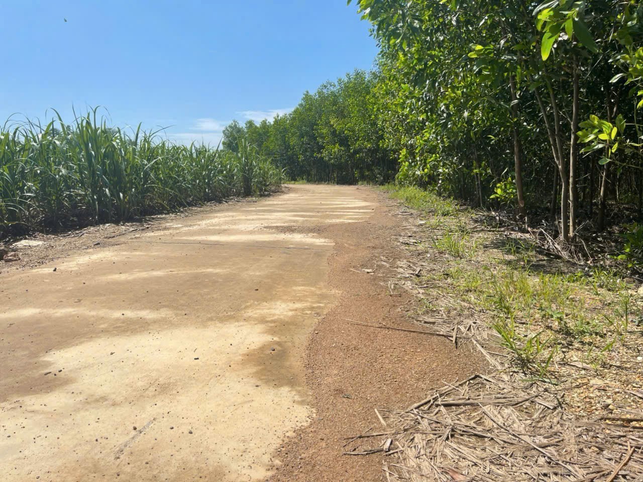 Bán đất vườn Diên Đồng giá rẻ đường bê tông oto vào tận nơi - tặng vườn keo trên đất 4