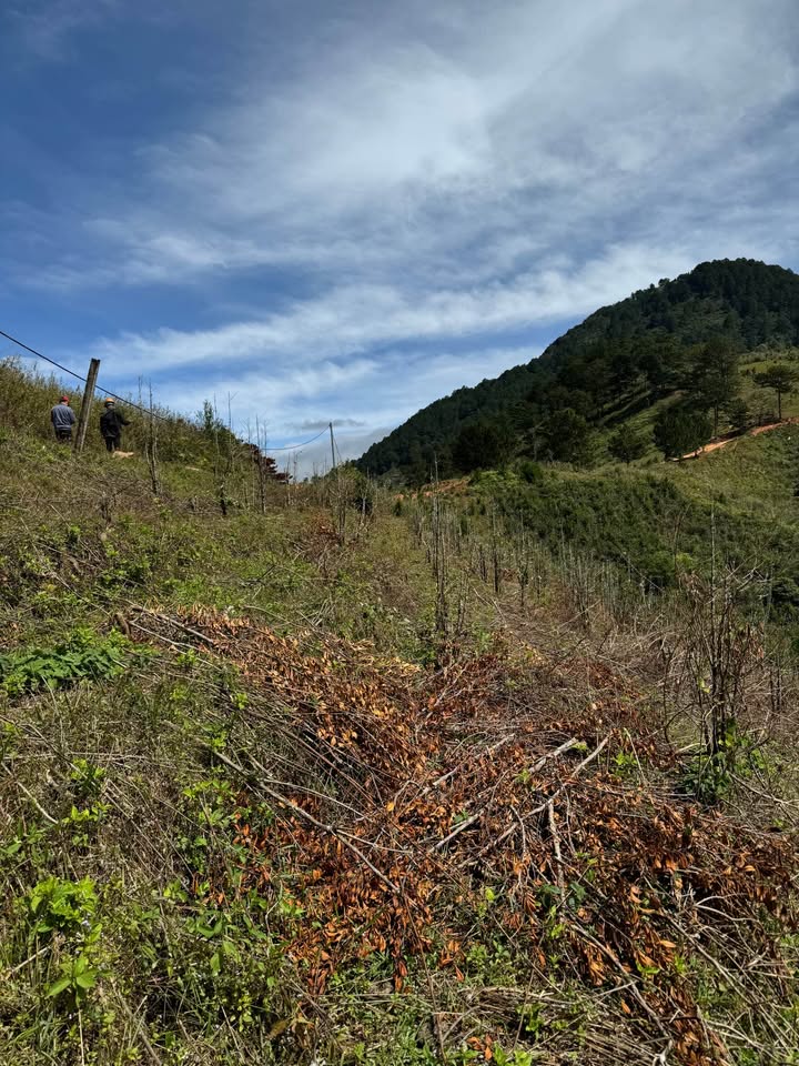 Cần Bán Gấp Lô Đất Rộng View Đẹp Tại Lạc Dương, Đà Lạt 9500m2 Giá 9 Tỷ 3