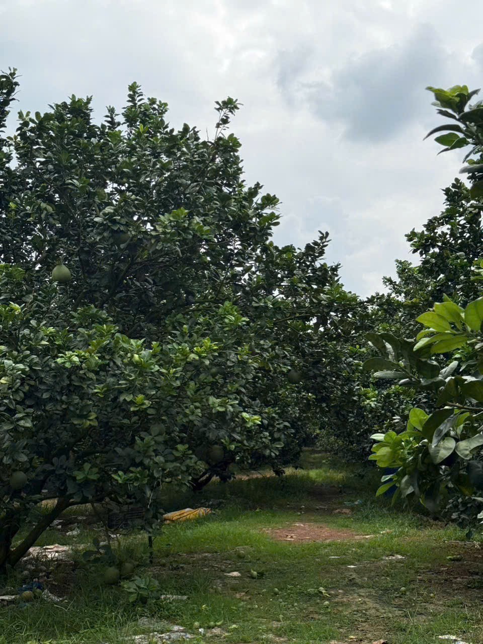 Cần bán Đất đường Trừ Văn Thố, Xã Trừ Văn Thố, Diện tích 2000m², Giá 1.87 Tỷ 5