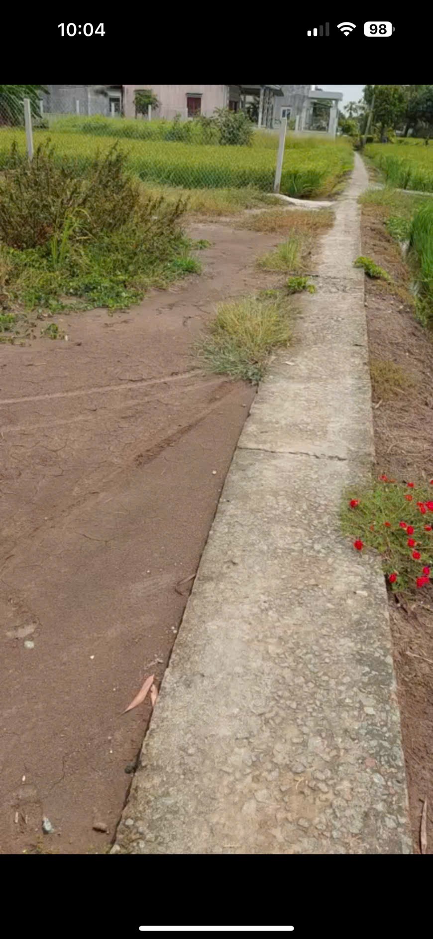 Đất thổ lúa 1000m2 thích hợp làm nhà vườn giá rẻ 1 tỏi 250tr 3