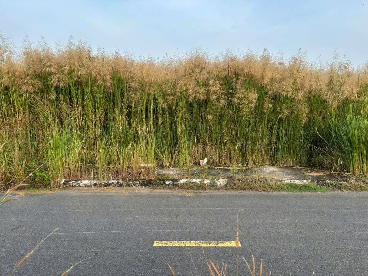 Trục chính đs 1 kdc Nam phong Ecotown 104m2 cần bán gấp giá ngộp 1 tỏi 50tr 3