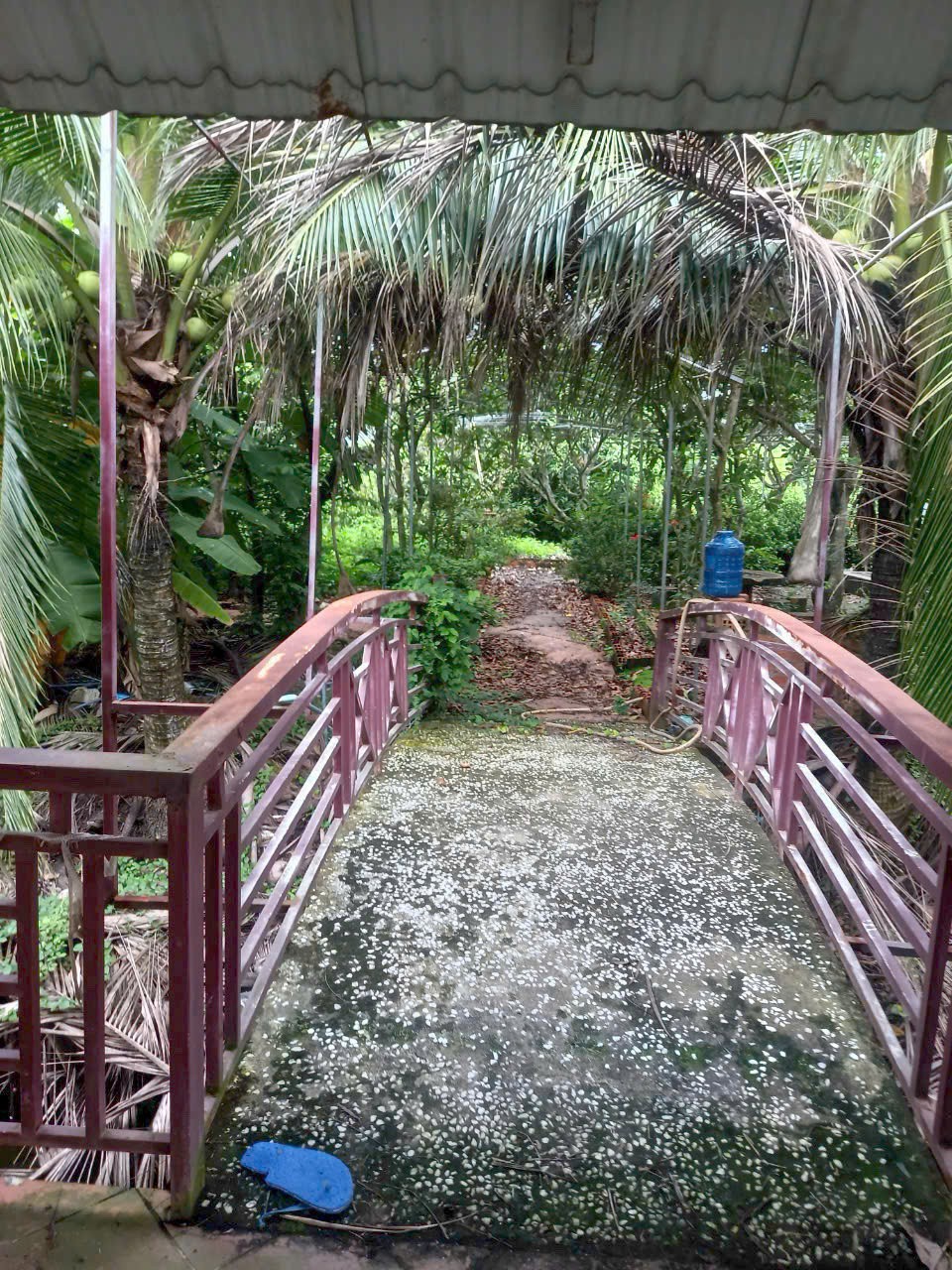 Đất lúa 1000m2 có sẵn nhà vườn mt xe hơi xã Tân Lân giá đầu tư 2 tỏi 5 6