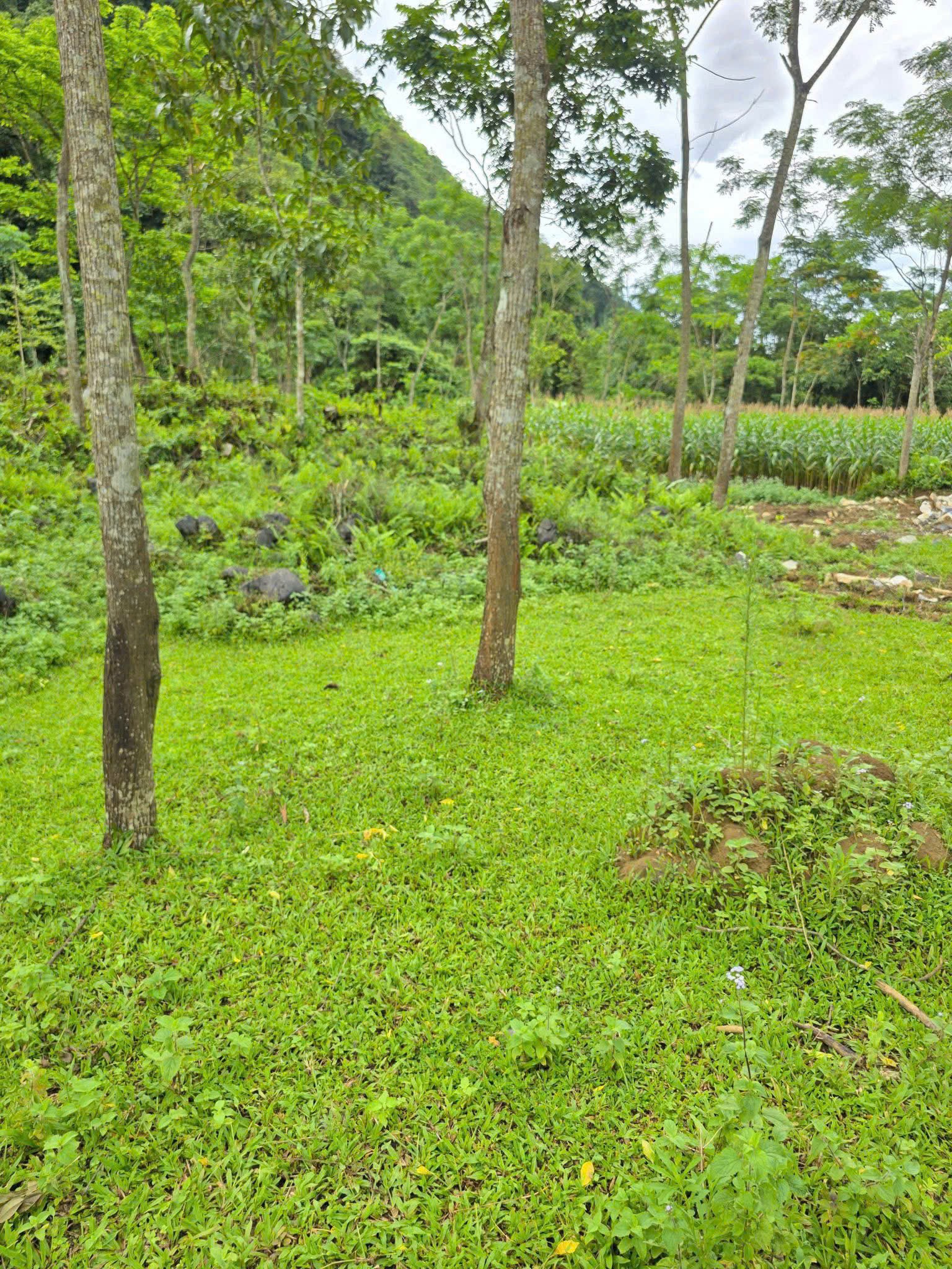 Cần bán Đất Xã Quyết Chiến, Tân Lạc, Diện tích 1200m², Giá 950 Triệu 4