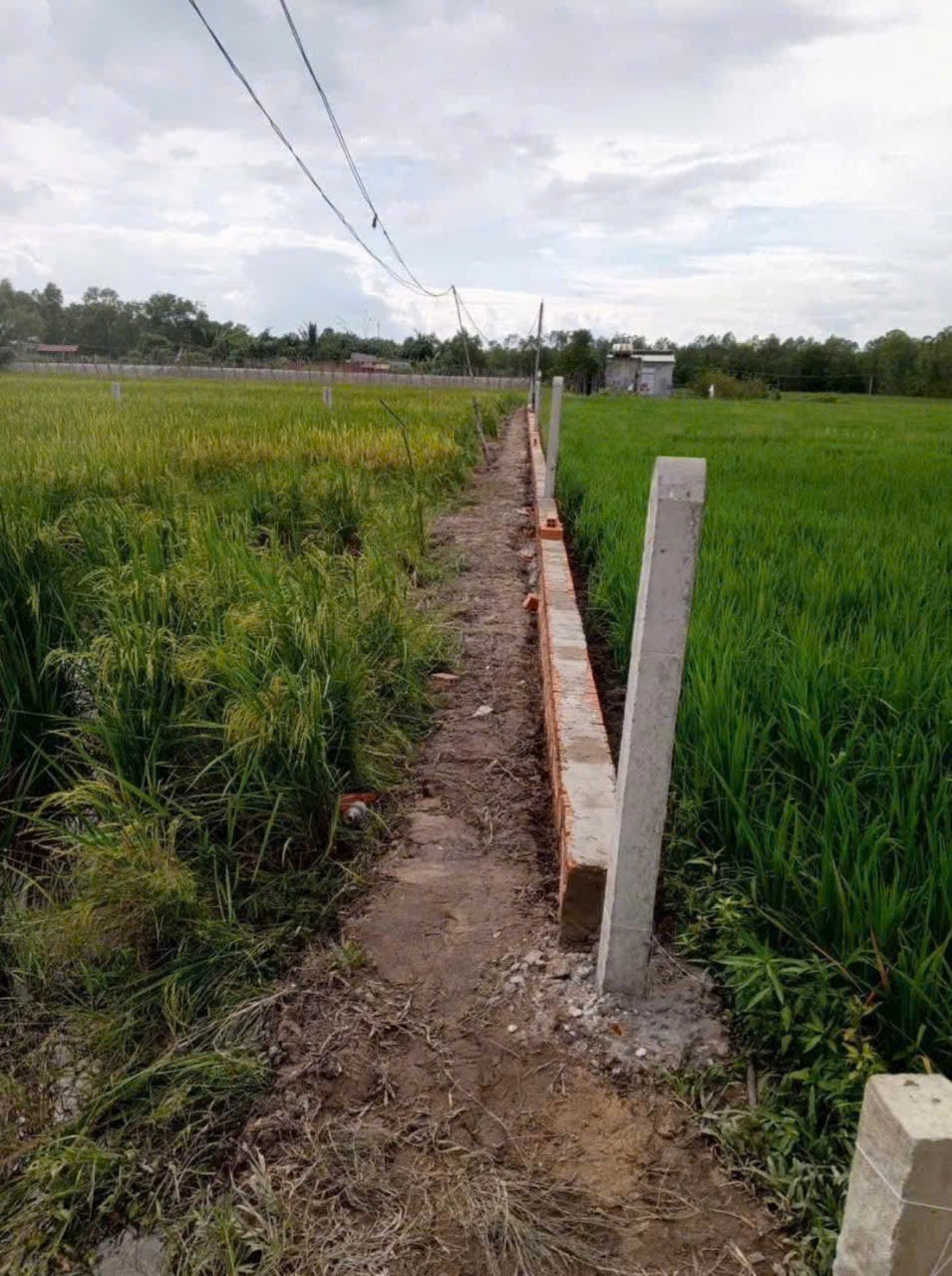 Bán đất thổ cư xã Mỹ Hạnh Bắc , Đức Hòa dt 240m2 giá 1,2 tỷ 2