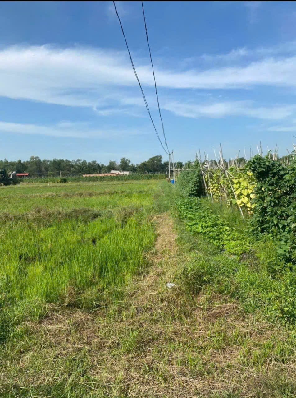 Bán đất thổ cư xã Mỹ Hạnh Bắc , Đức Hòa dt 240m2 giá 1,2 tỷ 4