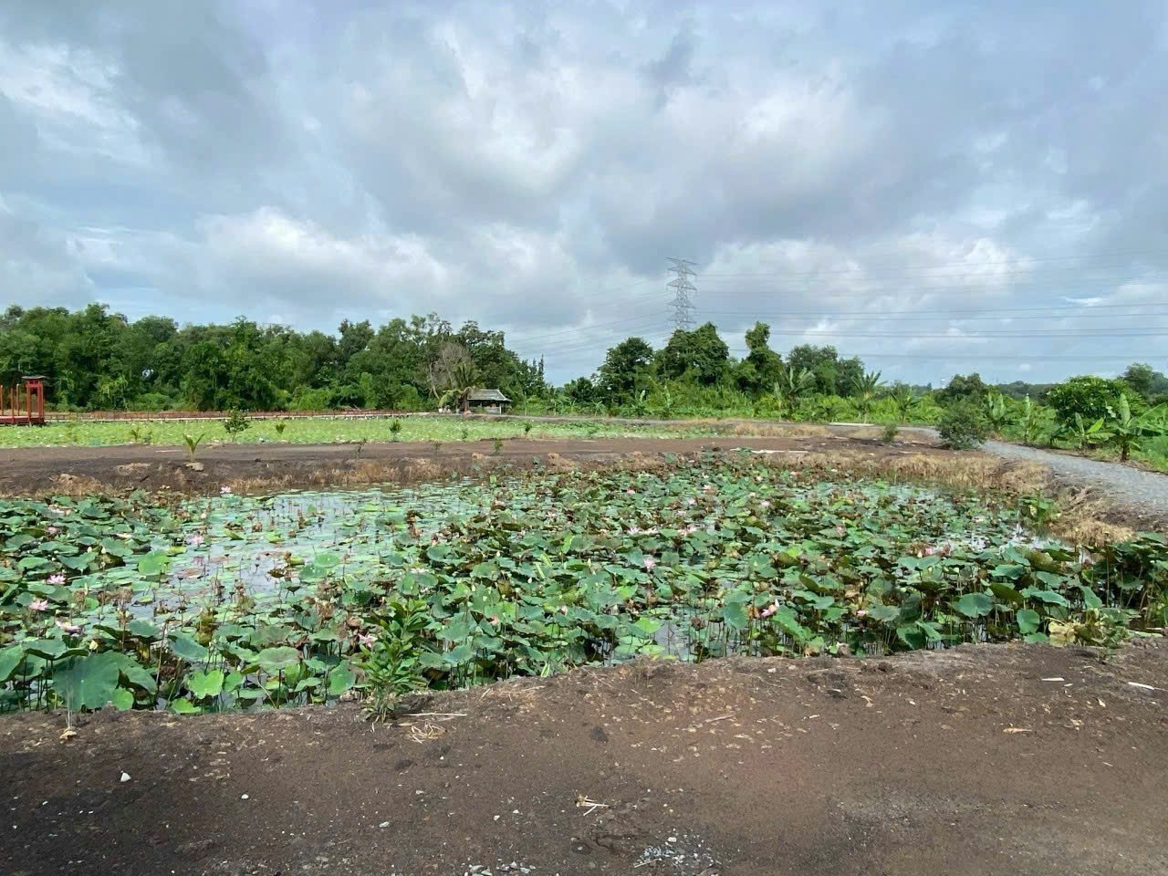 Bán đất vườn / Rạch Láng The , xã Phú Hòa Đông dt 7500m2 giá 7 tỷ 3