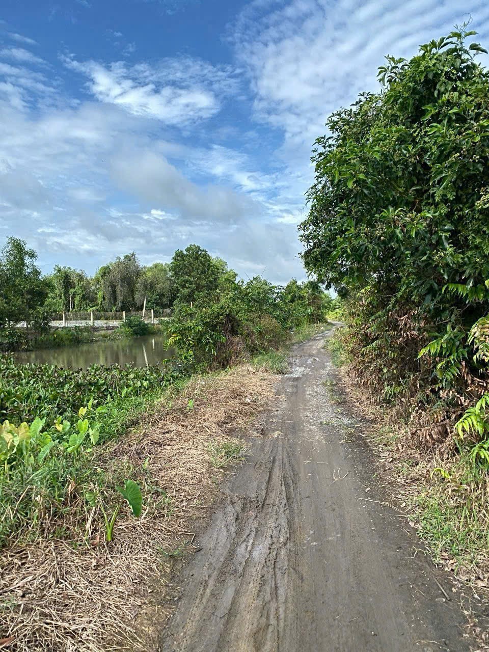 Bán đất vườn / Rạch Láng The , xã Phú Hòa Đông dt 7500m2 giá 7 tỷ 5