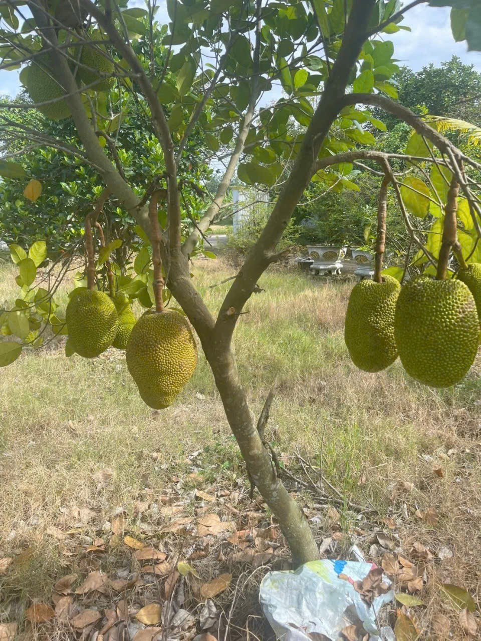 Bán nhà vườn xã Long Cang , Cần Đước tdt hơn 1200m2 đất + vườn gía 3,95 tỷ 4