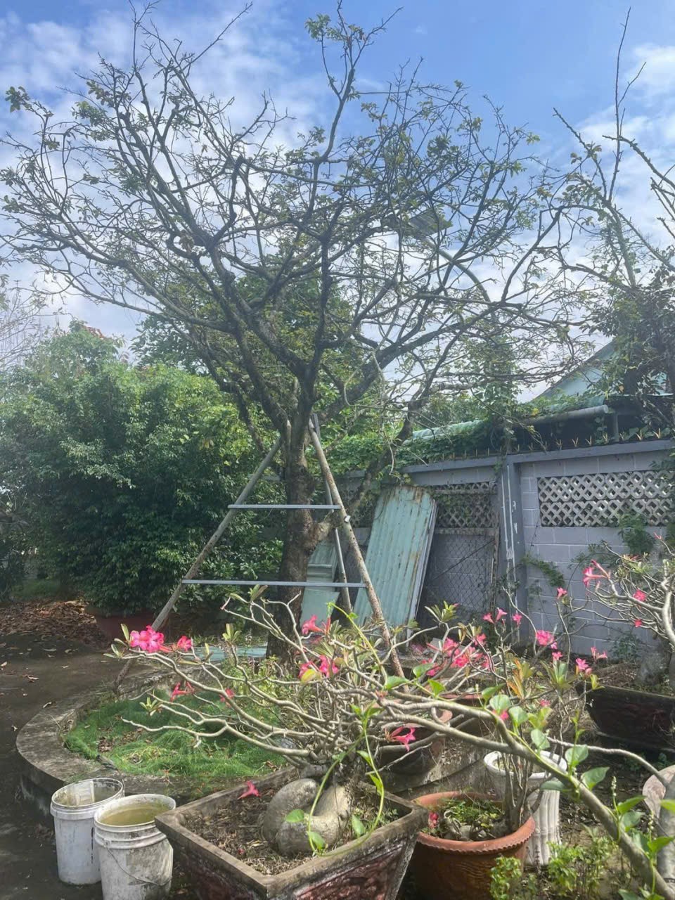 Bán nhà vườn xã Long Cang , Cần Đước tdt hơn 1200m2 đất + vườn gía 3,95 tỷ 6