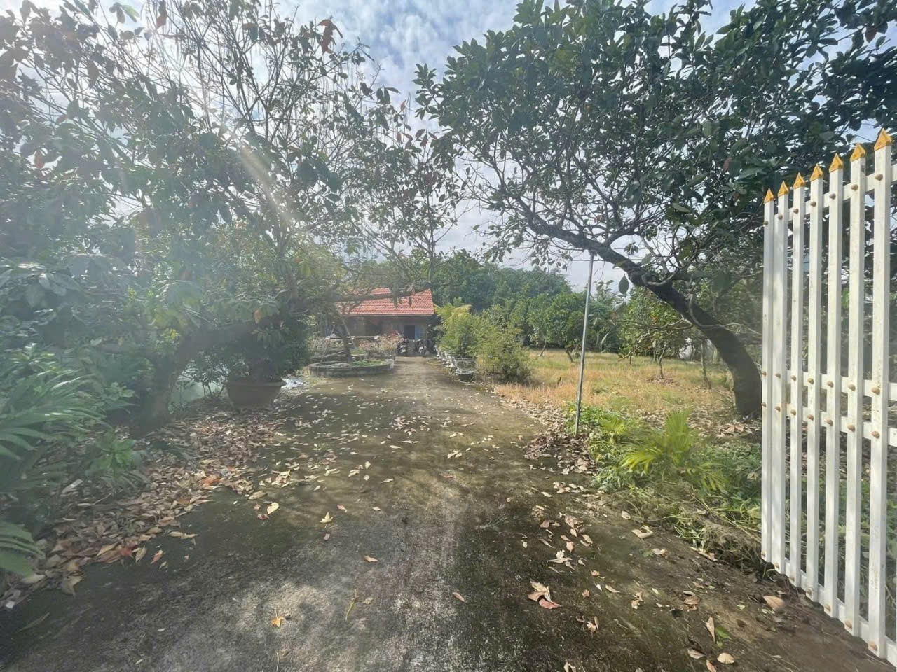 Bán nhà vườn xã Long Cang , Cần Đước tdt hơn 1200m2 đất + vườn gía 3,95 tỷ 7