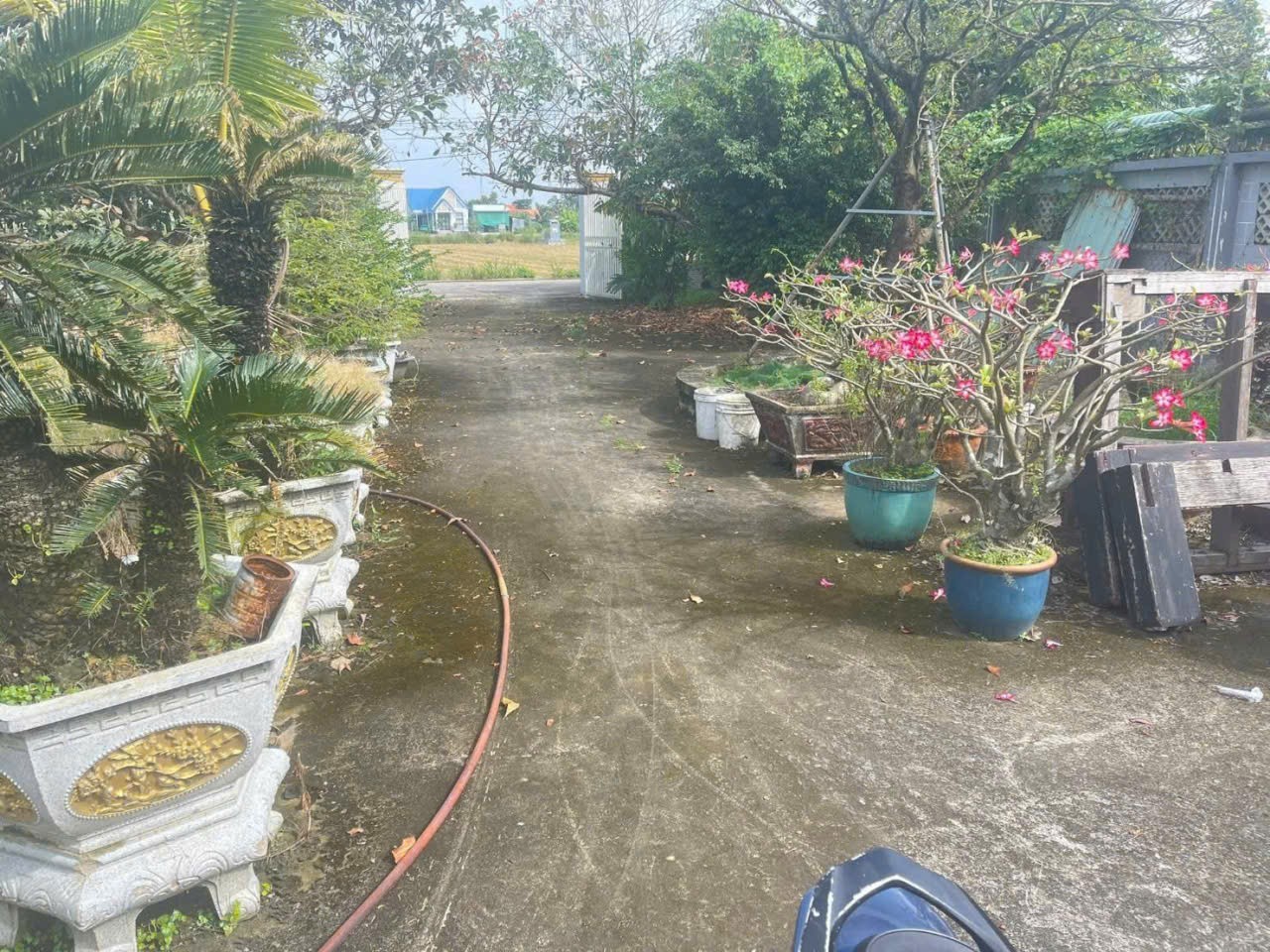 Bán nhà vườn xã Long Cang , Cần Đước tdt hơn 1200m2 đất + vườn gía 3,95 tỷ 13