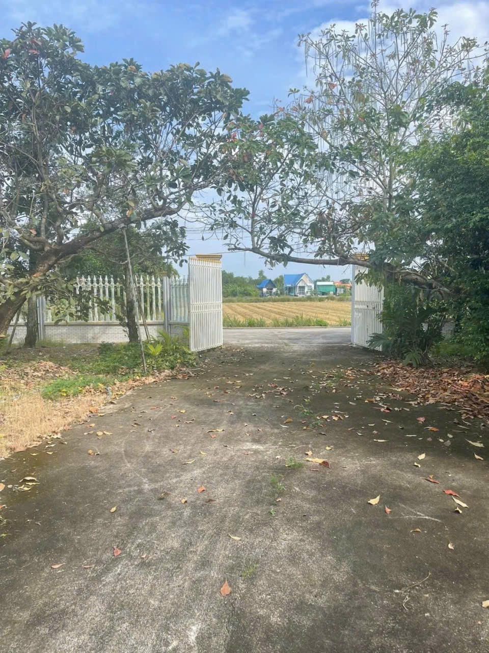Bán nhà vườn xã Long Cang , Cần Đước tdt hơn 1200m2 đất + vườn gía 3,95 tỷ 14