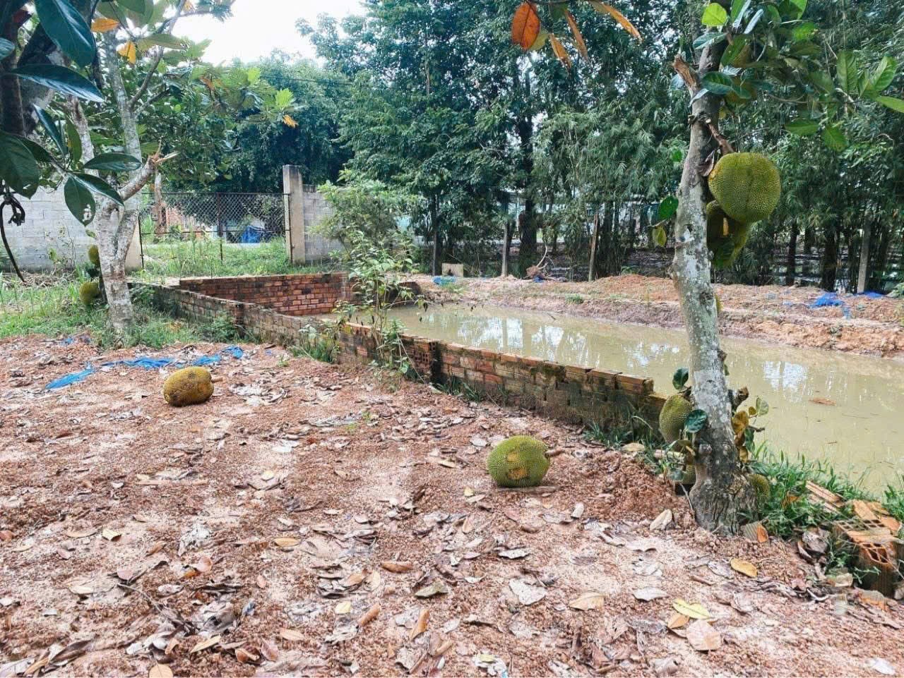 Bán đất mặt tiền Hà Thị Kiểm , xã Phú Mỹ Hưng tdt 1711m2 ( có 500m2 thổ) giá 6,5 tỷ 3