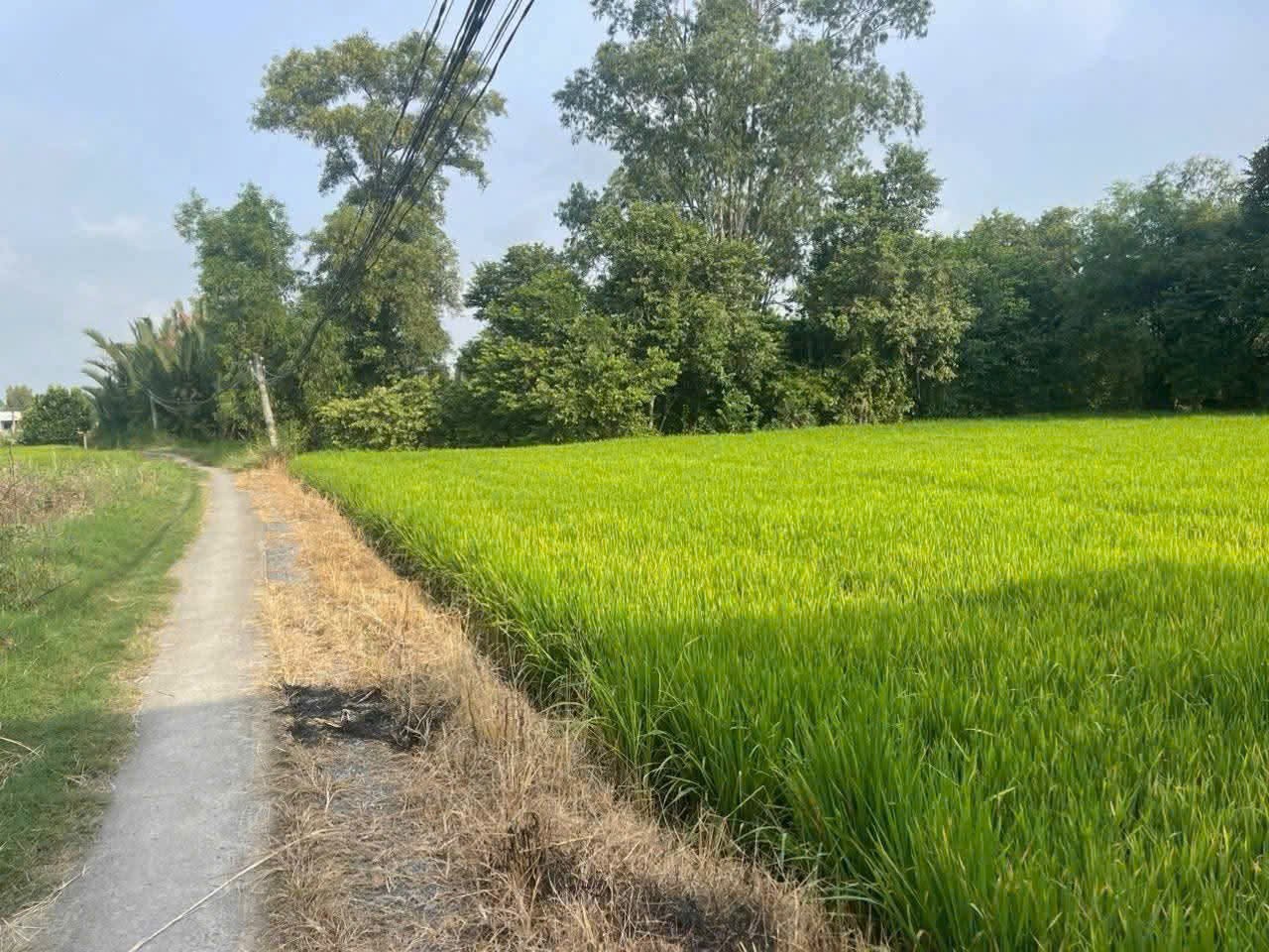 Bán 1000m2 đất lúa khu vực chuyển thổ , thích hợp phân lô xã Phước Tuy, Cần Đước giá chốt 1,3 tỷ