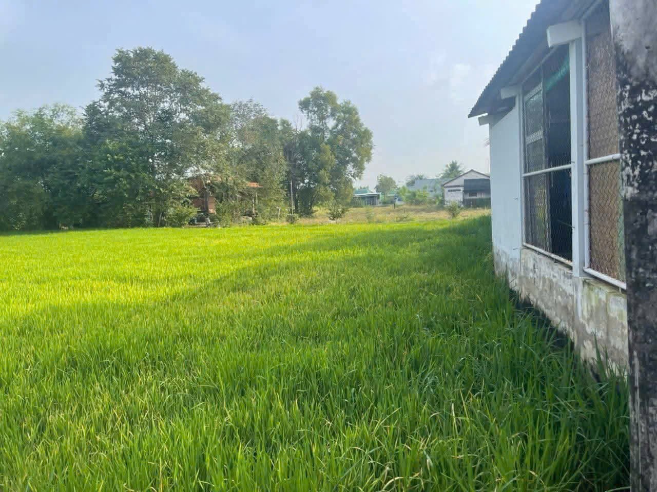 Bán 1000m2 đất lúa khu vực chuyển thổ , thích hợp phân lô xã Phước Tuy, Cần Đước giá chốt 1,3 tỷ 2