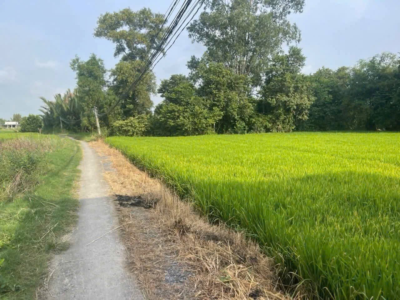 Bán 1000m2 đất lúa khu vực chuyển thổ , thích hợp phân lô xã Phước Tuy, Cần Đước giá chốt 1,3 tỷ 3